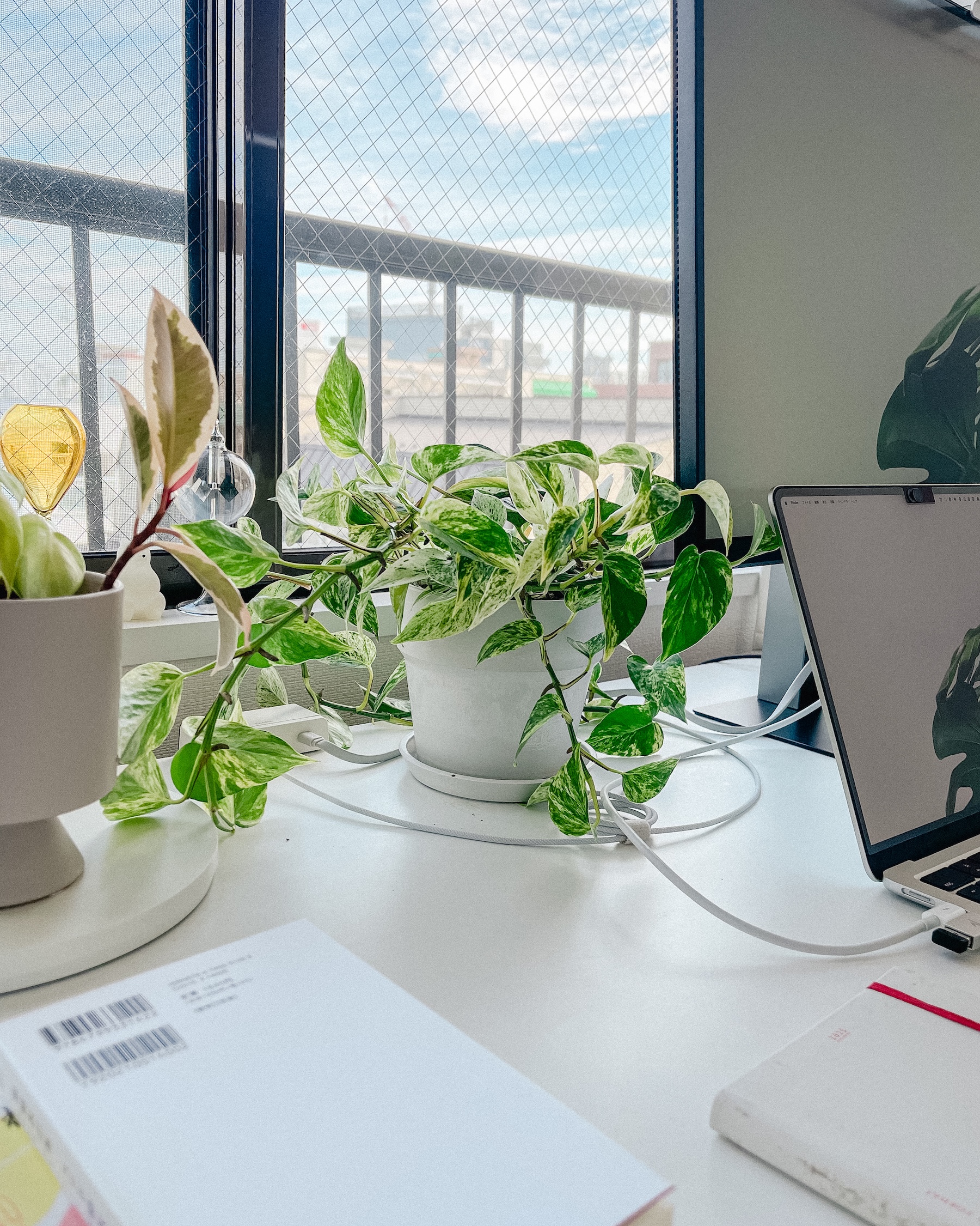 デスクに置いた観葉植物のポトス