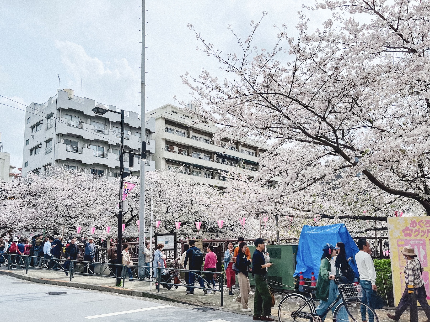 東京都中目黒の桜景色。花見客でにぎわう目黒川周辺。