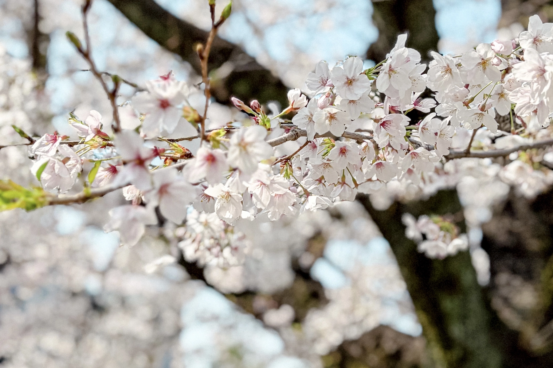 2026年4月に撮った桜の写真